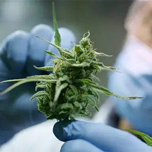 Kannabisblüte