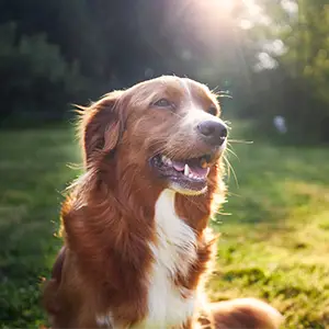 Hund sitzt auf der Wiese