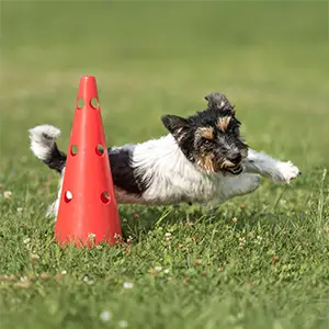 Hund rennt um ein Hindernis