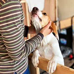 Besucherin streichelt den Hund