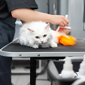 Weiße Katze liegt auf dem Behandlungstisch