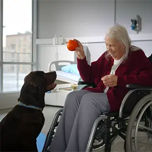 Frau im Rollstuhl spielt mit einem Hund