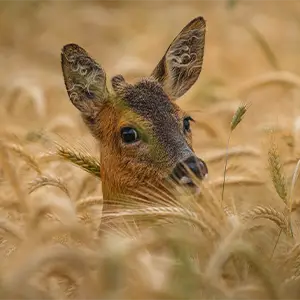 Reh im Kornfeld