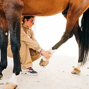 Pferd wird am Fußgelenk behandelt