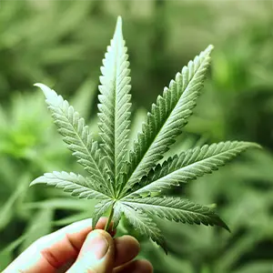 Blatt einer Cannabispflanze