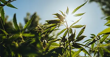 Nahaufnahme Cannabispflanzen
