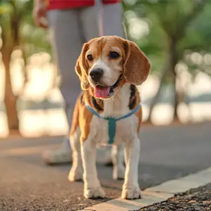 Hund an der Leine im Park