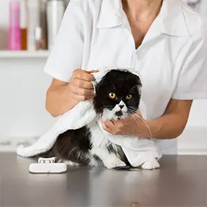 Nasse Katze wird abgetrocknet