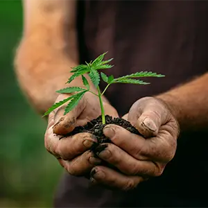 Hände halten eine kleine Cannabispflanze