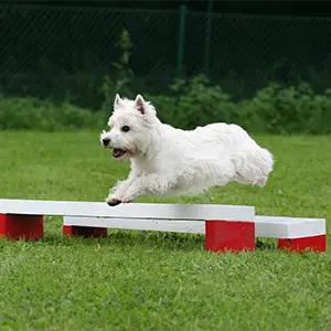 Hund springt über Hindernisse
