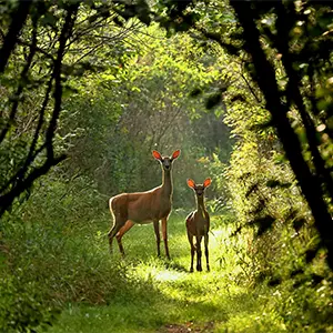 Rehe im Wald