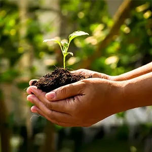 Hände tragen eine kleine Pflanze mit Erde