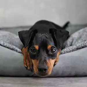 ein Pinscher liegt in seinem Bett und schaut in Richtung Kamera