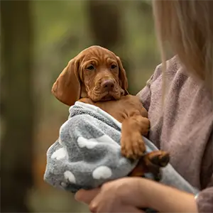 Hund in einer Decke auf dem Arm einer Frau