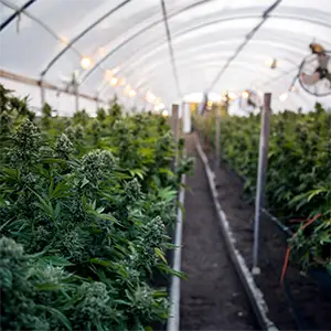 Cannabispflanzen im Gewächshaus