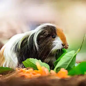 ein Meerschweinchen frisst frisches Gemüse