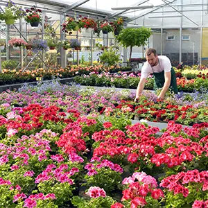 Ein Gärtner pflegt bunte Blumen im Gewächshaus