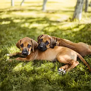 Junge Hunde auf der Wiese