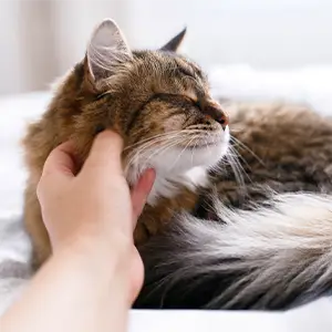 Katze wird am Hals gekrault