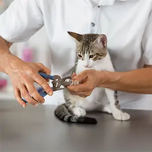 Katzenkrallen werden gekürzt