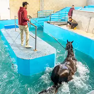 ein Pferd bei der Hydrotherapie