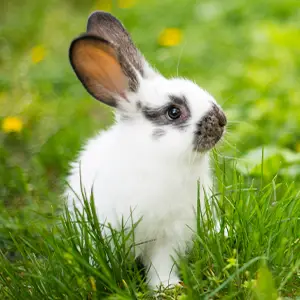 Kleines Kaninchen auf der Wiese