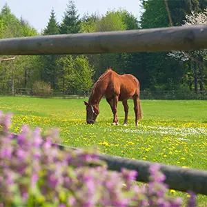Ein braunes Pferd grast auf einer blühenden Wiese