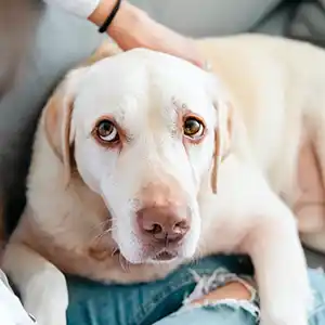 ein heller Labrador liegt und schaut schräg nach oben