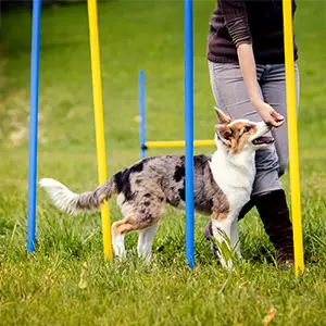 Slalomlauf wird mit dem Hund trainiert