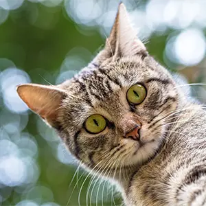 Katze guckt schräg in die Kamera