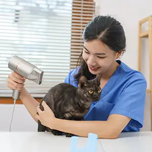 Katzenfell wird gefönt