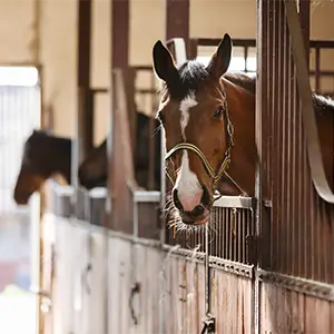 Ein braunes Pferd schaut neugierig aus seiner Box im Stall