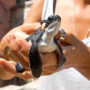 Schildkröte wird in Händen gehalten