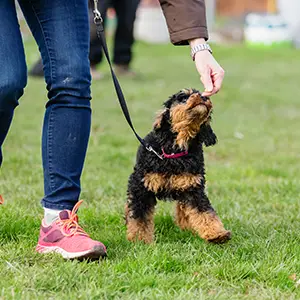 Leinenführigkeit wird in der Hundeschule geübt