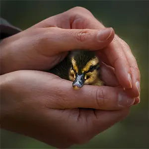 Hände umschließen schützend ein Entenküken
