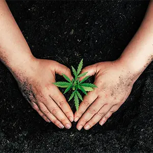 Hände umschließen eine kleine Cannabispflanze