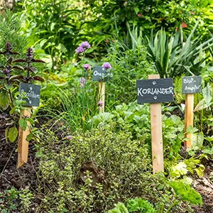 Kräutergarten