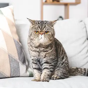 Kätzchen sitzt auf dem Sofa