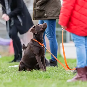 Hund lernt in der Hundeschule das Sitzenbleiben