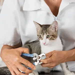 Krallen einer Katze werden gekürzt