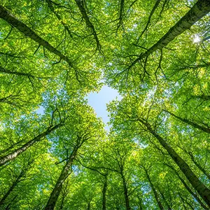 Baumkronen von unten fotografiert