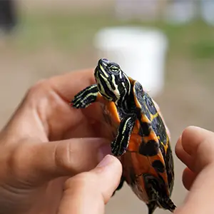 Kleine Schildkröte wird hochgehoben